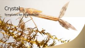  Presentation with larvae - PPT theme featuring dragonfly - damselfly larvae close up background background and a lemonade colored foreground