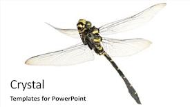  Presentation with flying - Amazing presentation theme having dragonfly - flying cordulegaster bidentata viewed backdrop and a white colored foreground