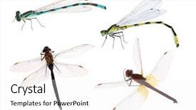  Presentation with dragonfly - Colorful presentation theme enhanced with dragonfly - four dragonflies isolated on white backdrop and a white colored foreground