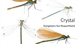  Presentation with dragonfly - Beautiful presentation theme featuring dragonfly - four dragonflies isolated on white backdrop and a white colored foreground