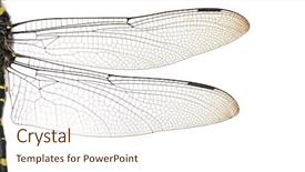  Presentation with dragonfly - Cool new presentation theme with san felipe lake after heavy rains gilroy california backdrop and a gray colored foreground