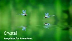  Presentation with dragonfly - Presentation theme featuring dragonfly - reflection of two dragonflies hovering background and a forest green colored foreground