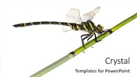  Presentation with healthy workplace full length side view - Theme consisting of text written over abstract pink background and a sky blue colored foreground.