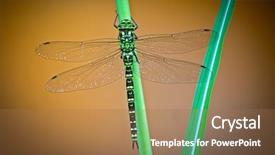  Presentation with dragonfly - Colorful PPT theme enhanced with dragonfly aeshna cyanea green hawker backdrop and a coral colored foreground