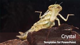  Presentation with dragonfly - Audience pleasing PPT layouts consisting of dragonfly anax imperator spreading its backdrop and a wine colored foreground