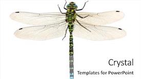  Presentation with dragonfly - Slides with dragonfly close up isolated background and a white colored foreground