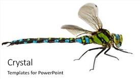  Presentation with dragonfly - Colorful theme enhanced with dragonfly close up isolated backdrop and a white colored foreground