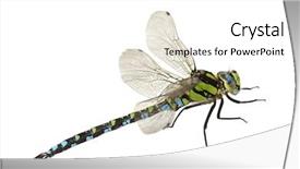  Presentation with dragonfly - Colorful theme enhanced with dragonfly close up isolated backdrop and a white colored foreground