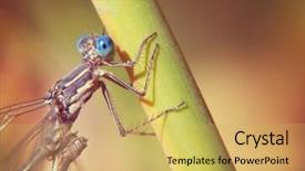  Presentation with dragonfly - Audience pleasing slide deck consisting of dragonfly closeup on a reed backdrop and a yellow colored foreground