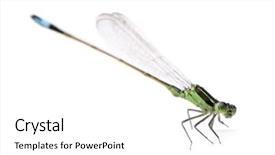  Presentation with dragonfly - Colorful theme enhanced with front of white background backdrop and a white colored foreground