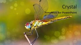  Presentation with dragonfly - PPT theme featuring dragonfly colors in nature background and a gold colored foreground