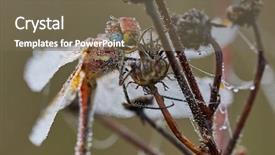  Presentation with dragonfly - Slide deck enhanced with dragonfly covered in dew drops background and a violet colored foreground