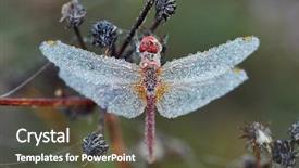  Presentation with dragonfly - Amazing presentation theme having dragonfly covered in dew drops backdrop and a dark gray colored foreground