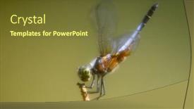  Presentation with dragonfly - Beautiful presentation featuring dragonfly-flying-insect-resting backdrop and a tawny brown colored foreground