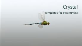  Presentation with dragonfly - Audience pleasing PPT layouts consisting of dragonfly in flight backdrop and a sky blue colored foreground