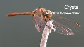  Presentation with dragonfly - PPT theme having dragonfly in natural habitat background and a gray colored foreground