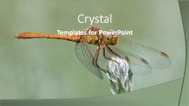  Presentation with dragonfly - Colorful slide set enhanced with dragonfly-in-natural-habitat backdrop and a gray colored foreground