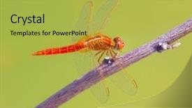  Presentation with dragonfly - Colorful slide deck enhanced with dragonfly in the grenn backdrop and a yellow colored foreground