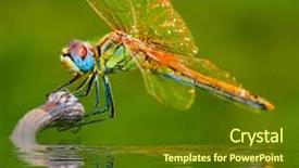 Presentation with dragonfly - PPT theme consisting of dragonfly in the river background and a tawny brown colored foreground