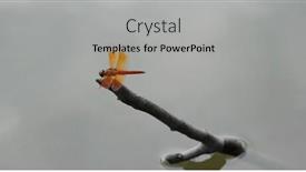  Presentation with dragonfly - Cool new theme with dragonfly-in-the-water-pond backdrop and a light gray colored foreground