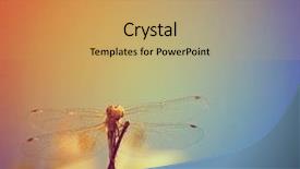  Presentation with dragonfly - Colorful slides enhanced with dragonfly isolated on a soft backdrop and a coral colored foreground