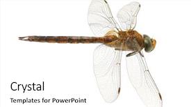  Presentation with dragonfly - PPT layouts enhanced with dragonfly isolated on a white background and a white colored foreground