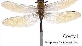  Presentation with dragonfly - Theme with dragonfly isolated on white background and a white colored foreground