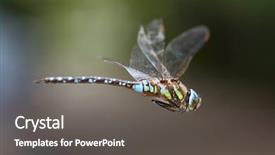  Presentation with dragonfly - Theme having dragonfly macro in flight shot background and a dark gray colored foreground