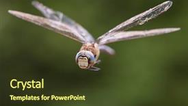  Presentation with dragonfly - Presentation theme consisting of dragonfly macro in flight shot background and a tawny brown colored foreground