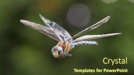  Presentation with dragonfly - Cool new PPT theme with dragonfly-macro-in-flight-shot backdrop and a tawny brown colored foreground