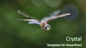  Presentation with dragonfly - Slides with dragonfly macro in flight shot background and a tawny brown colored foreground