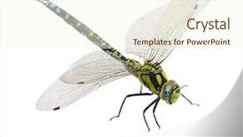  Presentation with dragonfly - Audience pleasing slide deck consisting of dragonfly macro isolated on white backdrop and a cream colored foreground