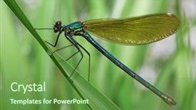  Presentation with dragonfly - Beautiful presentation featuring dragonfly on a green grass backdrop and a tawny brown colored foreground