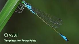  Presentation with dragonfly - Presentation theme with dragonfly-on-a-green-grass background and a tawny brown colored foreground