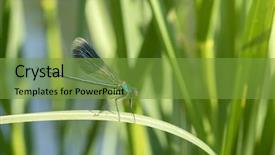  Presentation with dragonfly - PPT layouts having dragonfly on a green plant background and a tawny brown colored foreground