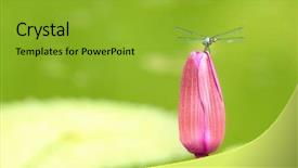  Presentation with lily - PPT theme enhanced with man cave sign 3d rendering background and a light blue colored foreground