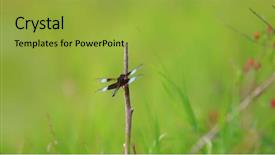  Presentation with dragonfly - Colorful slide deck enhanced with dragonfly on a small plant backdrop and a yellow colored foreground