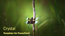  Presentation with stem - Theme featuring dragonfly-on-a-small-plant background and a tawny brown colored foreground