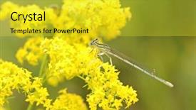  Presentation with dragonfly - Amazing slide set having dragonfly on yellow flower backdrop and a yellow colored foreground