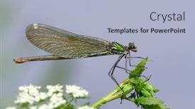  Presentation with danube delta - Slide set with dragonfly-outdoor-coleopteres-splendens-danube background and a light blue colored foreground