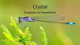  Presentation with dragonfly - Colorful PPT theme enhanced with dragonfly outdoor coleopteres splendens backdrop and a yellow colored foreground