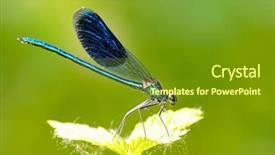  Presentation with dragonfly - PPT theme consisting of dragonfly outdoor coleopteres splendens background and a tawny brown colored foreground