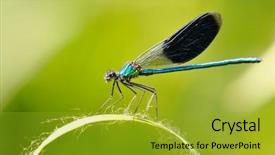  Presentation with dragonfly - Slides featuring dragonfly outdoor coleopteres splendes background and a gold colored foreground