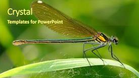  Presentation with dragonfly - Cool new presentation theme with dragonfly outdoor coleopteres splendes backdrop and a tawny brown colored foreground