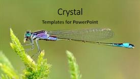  Presentation with dragonfly - Amazing slides having dragonfly outdoor coleopteres splendes backdrop and a gold colored foreground