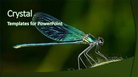  Presentation with dragonfly - PPT theme consisting of dragonfly outdoor coleopteres splendes background and a wine colored foreground