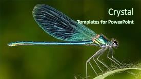  Presentation with dragonfly - Amazing presentation design having dragonfly outdoor coleopteres splendes backdrop and a tawny brown colored foreground