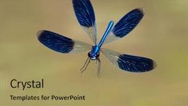  Presentation with dragonfly - Amazing PPT theme having dragonfly outdoor in summer coleopteres backdrop and a coral colored foreground