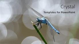  Presentation with dragonfly - Cool new slide deck with dragonflies - dragonfly outdoor in summer coleopteres backdrop and a light gray colored foreground