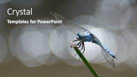  Presentation with dragonfly - Beautiful slides featuring dragonfly-outdoor-in-summer-coleopteres backdrop and a dark gray colored foreground